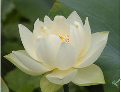 Лотос Бинг Джиао (Bing Jiao)