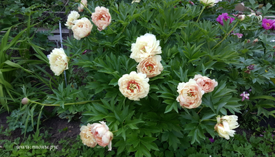 Пион Callies Memory(Келлис Мемори)