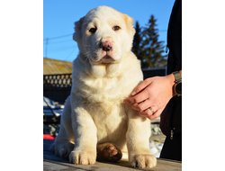 Кобель 1. ЖАХАНГИР. Зарезервирован п. Лосиный