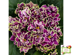 ВаТ-Классический Вкус (Т. Валькова) 2019 г.