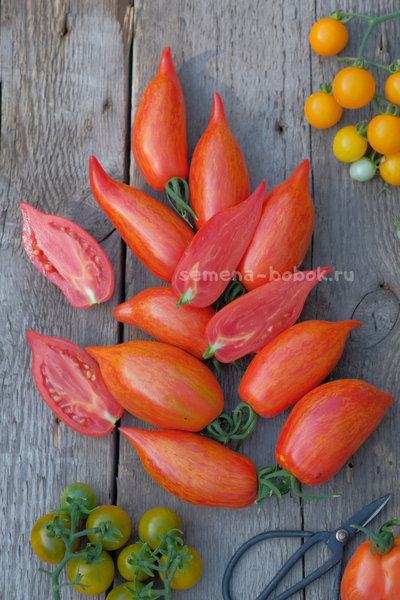 Томат Перо Жар-Птицы, 10 шт