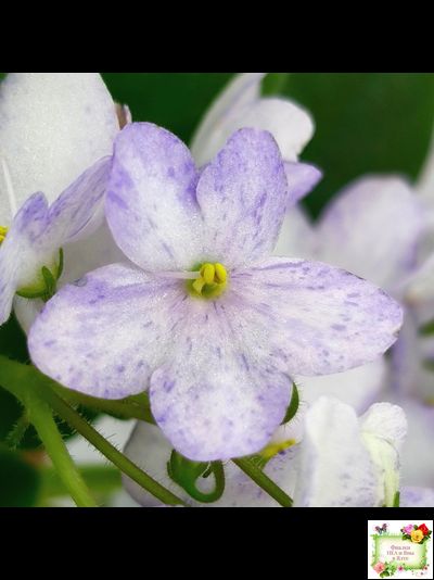 Белый Клоун (Е. и Я. Немчиновы) 2025 г. трейлер