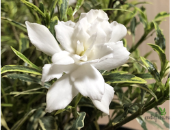 Gardenia Radicans Variegata