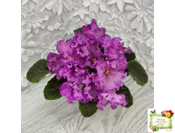 НК-Императорский Сад (Н.Козак) 2019 г. (лонг листва)