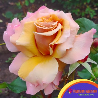 Меджик Момент (Magic Moment)