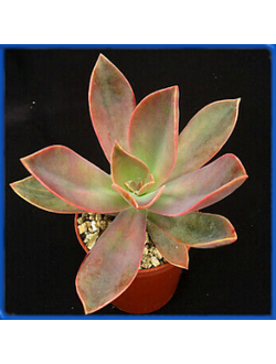 Graptoveria 'Fred Ives'