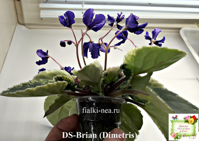 DS-Brian (Dimetris) 2014 г. (пестролистная бастл-листва)