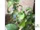 Ficus Benjamina Buklee / фикус букле