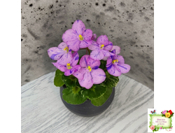 Shirl's Pip Squeak (S.Sanders) (лист посажен 28.01.26)