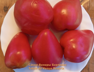 Десерт соски Венеры