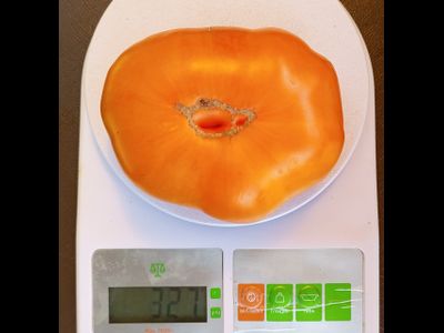 Томат Летний сидр (Summer Cider, США)