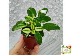 ГЕА-Я Подарю Вам Ландыши химера по листу трейлер