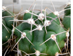Gymnocalycium bruchii v. niveum VG 536