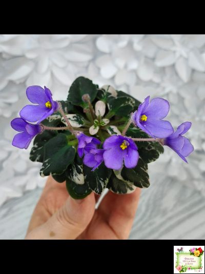 Н-Синий Лён (Н. Бердникова) 2015 г. трейлер