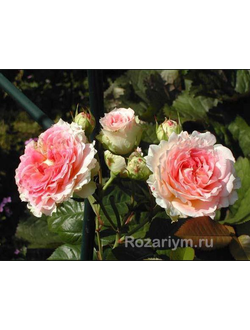 сорт Цезарь Cesar