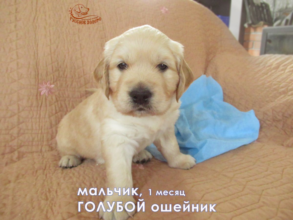 РЗ Памир, мальчик голубой ошейничек, 1 мес