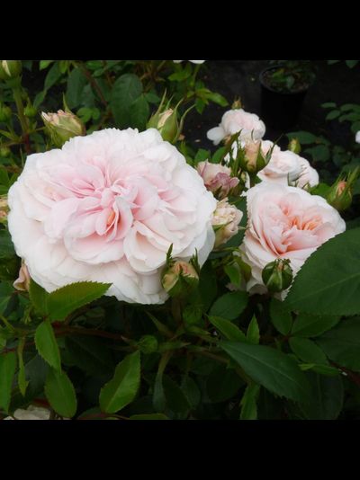 Сабрина (Sabrina)