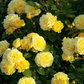 Анни Дюпрей  (Anny Duperey)  шраб, Meilland