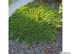 Можжевельник горизонтальный Принц Уэльский - Prince of Wales