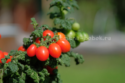 Томат Curly Kaley (Кудрявый Кейли), 7 шт