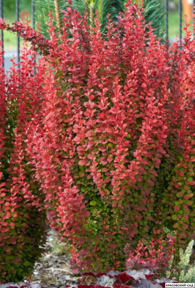 Барбарис Тунберга Orange Sunrise - фото в саду - красовский-сад.рф