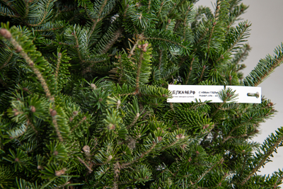 Пихта Фразера 1,5 - 1,75 м