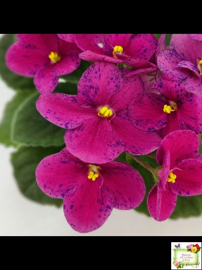 Mac’s Paisley Pattern (G.McDonald)