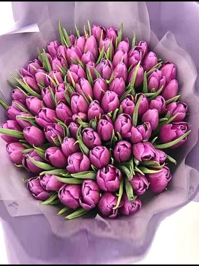 101 тюльпан "Liloo"