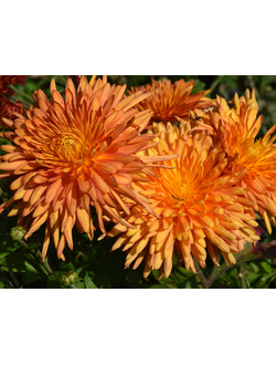 Хризантема корейская Бетмен