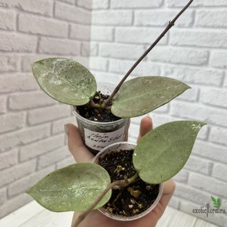 25/07/2025 Hoya Acuta silver