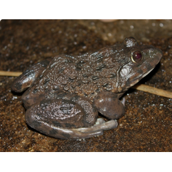 Китайская бычья лягушка (Hoplobatrachus rugulosus)