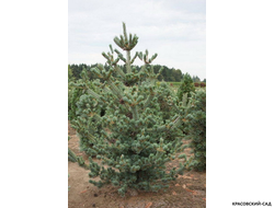 Сосна Глаука - Glauca