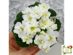 Adirondack Moon (S. Sorano) (детка)