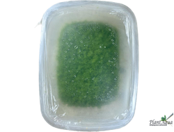 HEMIANTHUS СALLITRICHOIDES "CUBA"/ ХЕМИАНТУС КАЛЛИТРИХОИДЕС "КУБА" (меристемный), XL контейнер