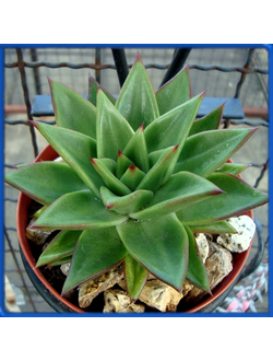 Echeveria agavoides