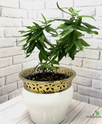 Мирт Боэтика