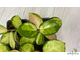 13/12/2024 hoya australis lisa
