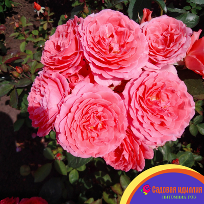 Институт Люмьер (Institut Lumiere)