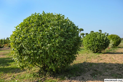 Топиар Боярышник сливолистный в форме шара