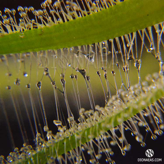 Drosera "Capensis var. Alba"