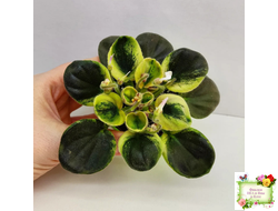 LV-Son-in-Law (Л. Шевелева) 2023 г. (любимый зять) (клакамас бастл-листва с кроновой пестролистностью)