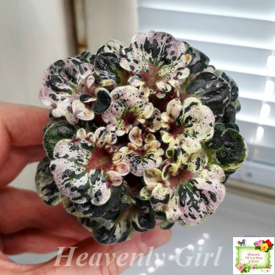 Heavenly Girl (Хевенли Гел), H.Pittman (пестролистный гёрл)