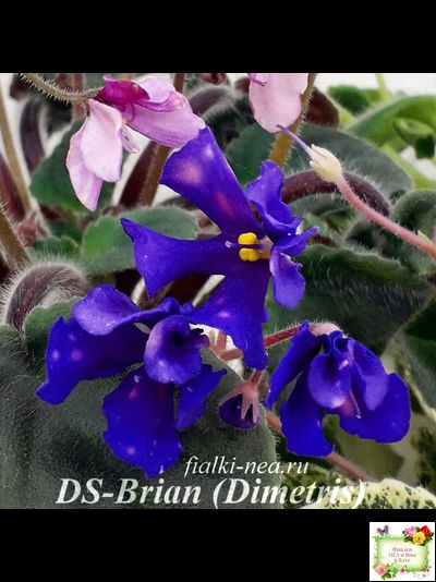 DS-Brian (Dimetris) 2014 г. (пестролистная бастл-листва)