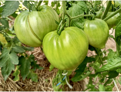 Томат Кинг конг (King kong)