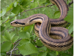 Четырехполосый полоз