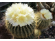 Eriocactus amplicostatus HU 307 (D=15mm)