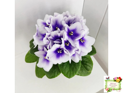 ЛЕ-Мятная Прохлада (Е. Лебецкая) 2019 г.