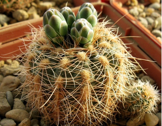 Gymnocalycium bruchii ssp.melojeri VG-272 (D=18-20мм)