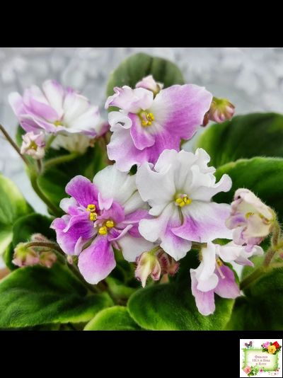 LV-Мариночка (Л. Шевелева) 2023 г. (клакамас бастл-листва с кроновой пестролистностью)