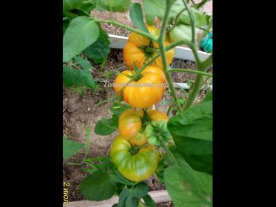 Томат Лаки Кросс (Lucky Cross), Канада